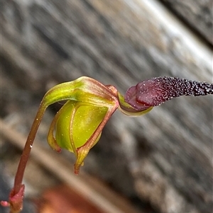 Unidentified Orchid at Flynn, WA by NedJohnston