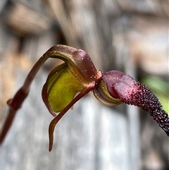 Caleana nigrita at Flynn, WA - suppressed