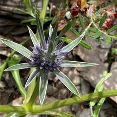 Eryngium sp. at Mount Observation, WA - 24 Sep 2023 by NedJohnston