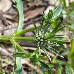 Eryngium pinnatifidum at Mount Observation, WA - suppressed