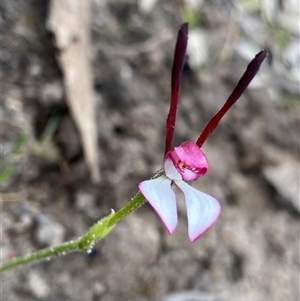 Leptoceras menziesii at Mount Observation, WA by NedJohnston