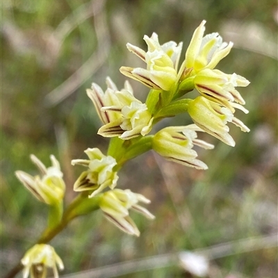 Prasophyllum cyphochilum at Mount Observation, WA - 24 Sep 2023 by NedJohnston