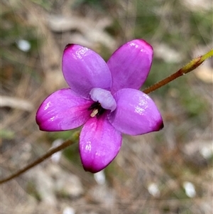 Elythranthera brunonis at Mount Observation, WA - suppressed