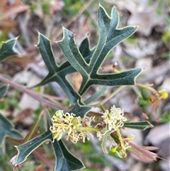 Grevillea sp. at Flynn, WA - 24 Sep 2023 by NedJohnston