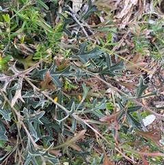 Grevillea synapheae subsp. synapheae at Flynn, WA - suppressed