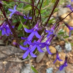 Lobelia sp. at Flynn, WA - 24 Sep 2023 by NedJohnston