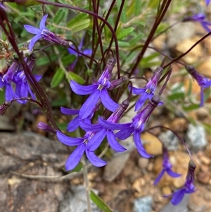 Lobelia sp. at Flynn, WA by NedJohnston