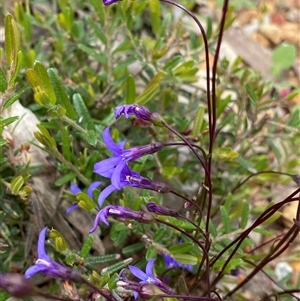 Lobelia rhombifolia at Flynn, WA - suppressed