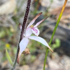 Caladenia hirta at Flynn, WA - 24 Sep 2023 by NedJohnston