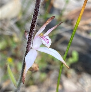 Caladenia hirta at Flynn, WA - 24 Sep 2023