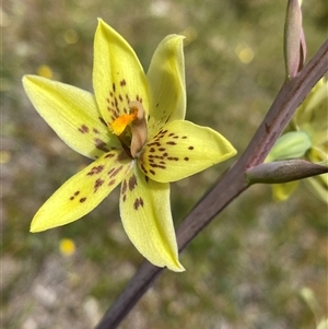 Thelymitra villosa at Flynn, WA by NedJohnston