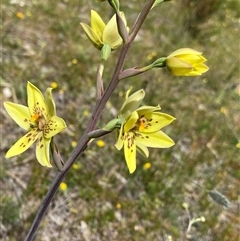 Thelymitra villosa at Flynn, WA - suppressed