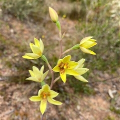 Thelymitra villosa at Flynn, WA - suppressed