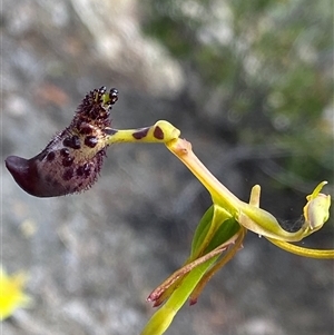 Drakaea livida at Flynn, WA - 24 Sep 2023