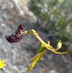 Drakaea livida at Flynn, WA - suppressed