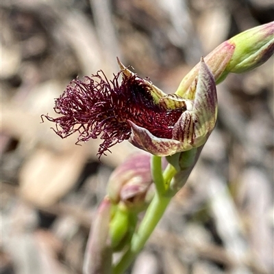 Calochilus stramenicola (Wandoo Beard Orchid) by NedJohnston