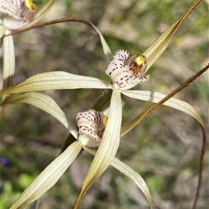 Caladenia varians at Flynn, WA - 24 Sep 2023