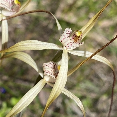 Caladenia sp. at Flynn, WA - 24 Sep 2023 by NedJohnston