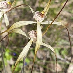 Caladenia varians at Flynn, WA - 24 Sep 2023