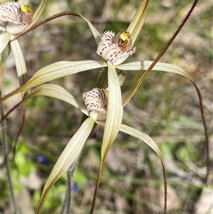 Caladenia varians at Flynn, WA - 24 Sep 2023