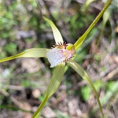 Caladenia uliginosa (Northern Darting Spider Orchid) at Flynn, WA - 24 Sep 2023 by NedJohnston