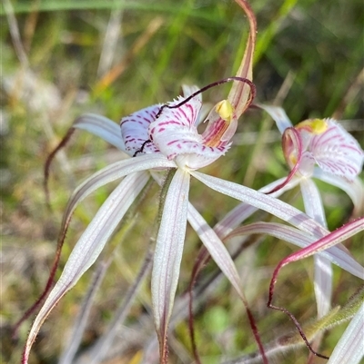Caladenia pendens (Pendant Spider Orchid) at Flynn, WA - 24 Sep 2023 by NedJohnston