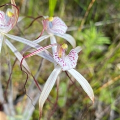 Caladenia pendens at Flynn, WA - suppressed