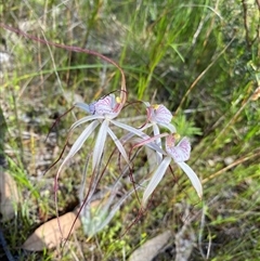 Caladenia pendens at Flynn, WA - suppressed