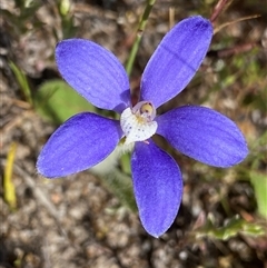 Cyanicula gemmata (Blue China Orchid) at Flynn, WA - 24 Sep 2023 by NedJohnston