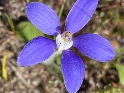 Cyanicula gemmata (Blue China Orchid) at Flynn, WA - 24 Sep 2023 by NedJohnston