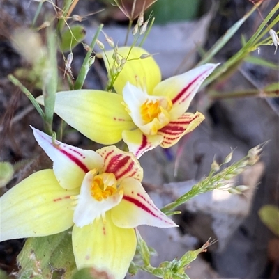 Caladenia flava (Cowslip Orchid) at Flynn, WA - 24 Sep 2023 by NedJohnston