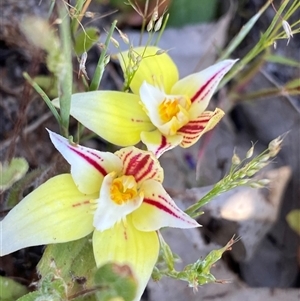 Caladenia flava at Flynn, WA - suppressed