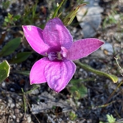 Elythranthera emarginata (Pink Enamel Orchid) at Flynn, WA - 24 Sep 2023 by NedJohnston