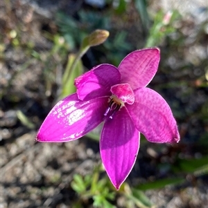 Elythranthera emarginata at Flynn, WA - 24 Sep 2023