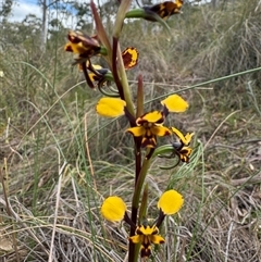 Diuris pardina (Leopard Doubletail) at Hackett, ACT - 21 Sep 2024 by Louisab