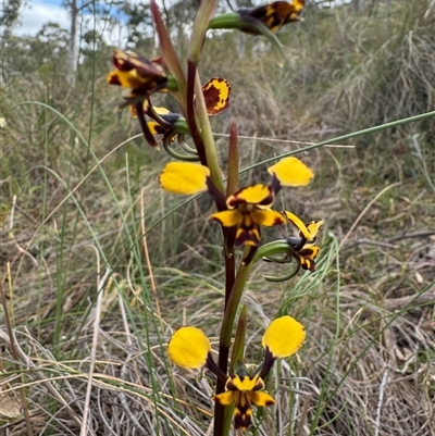 Diuris pardina (Leopard Doubletail) at Hackett, ACT - 21 Sep 2024 by Louisab