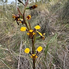 Diuris pardina at Hackett, ACT - 22 Sep 2024