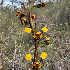 Diuris pardina at Hackett, ACT - 22 Sep 2024