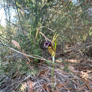 Caleana major (Large Duck Orchid) at Woorim, QLD by KazzaC