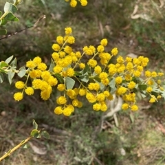 Acacia cultriformis (Knife Leaf Wattle) at Pialligo, ACT - 22 Sep 2024 by SilkeSma