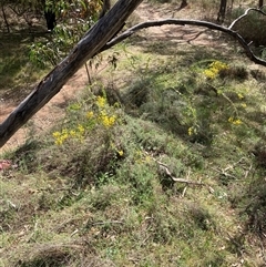 Acacia cultriformis at Pialligo, ACT - 22 Sep 2024