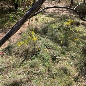 Acacia cultriformis at Pialligo, ACT - 22 Sep 2024