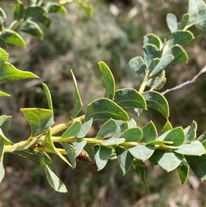 Acacia cultriformis at Pialligo, ACT - 22 Sep 2024