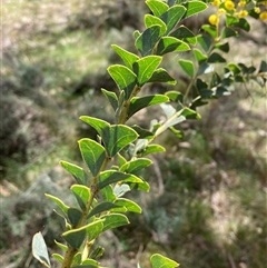 Acacia cultriformis at Pialligo, ACT - 22 Sep 2024