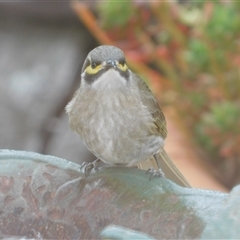 Caligavis chrysops at Symonston, ACT - 22 Sep 2024