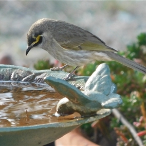 Caligavis chrysops at Symonston, ACT - 22 Sep 2024