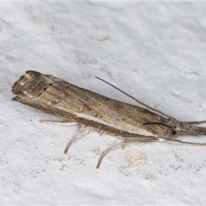 Ptochostola microphaeellus at Melba, ACT - 20 Sep 2024