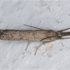 Ptochostola microphaeellus at Melba, ACT - 20 Sep 2024