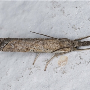 Ptochostola microphaeellus at Melba, ACT - 20 Sep 2024