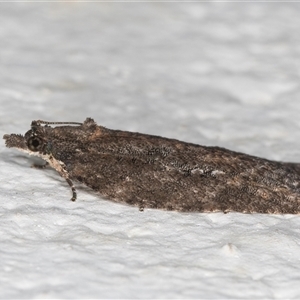 Thrincophora impletana at Melba, ACT - 20 Sep 2024 10:03 PM